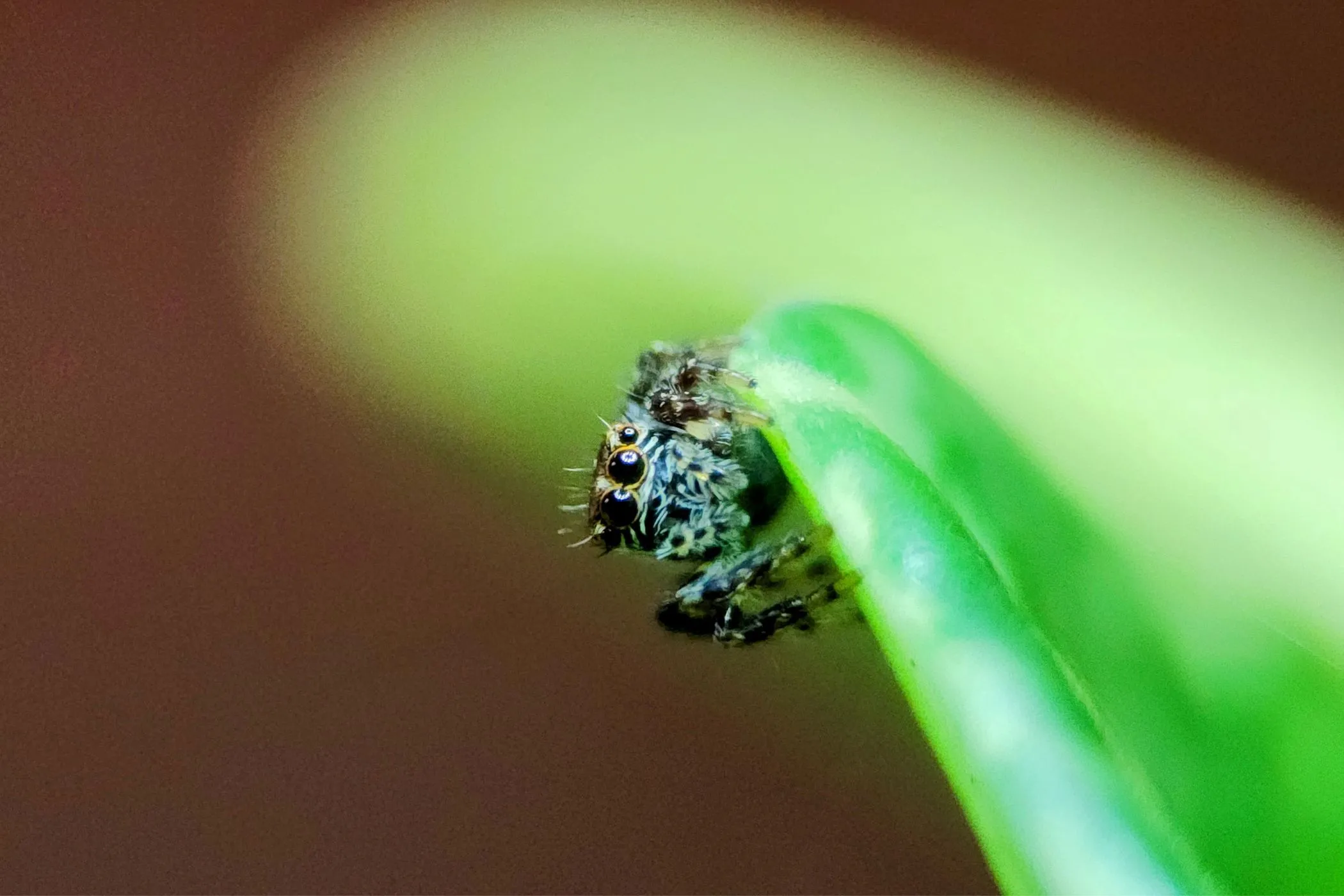 Ảnh macro cận cảnh một con nhện nhảy trên lá cây, thể hiện chi tiết tinh xảo khi dùng ống kính macro