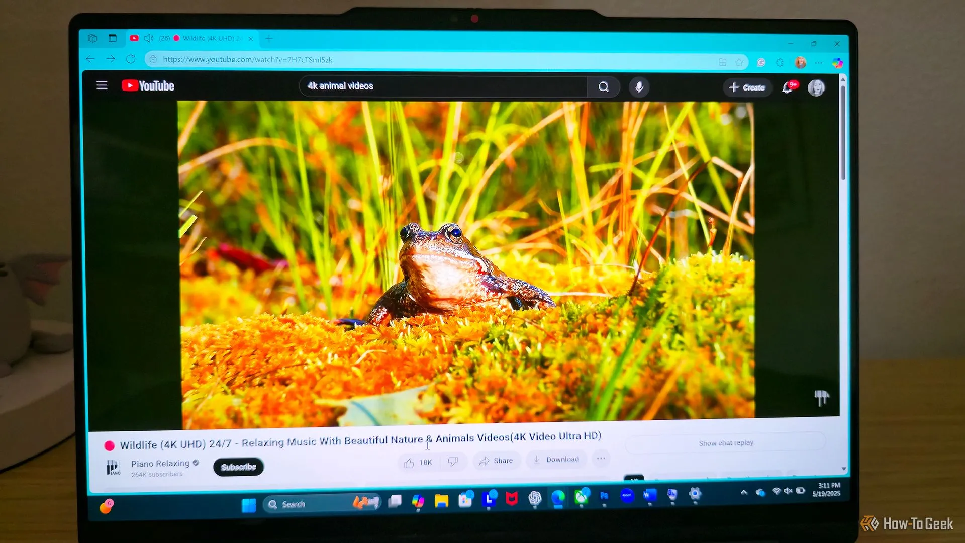 Laptop Lenovo Yoga 9i 2-in-1 Gen 10 chiếu video 4K về động vật, hình ảnh một con ếch.