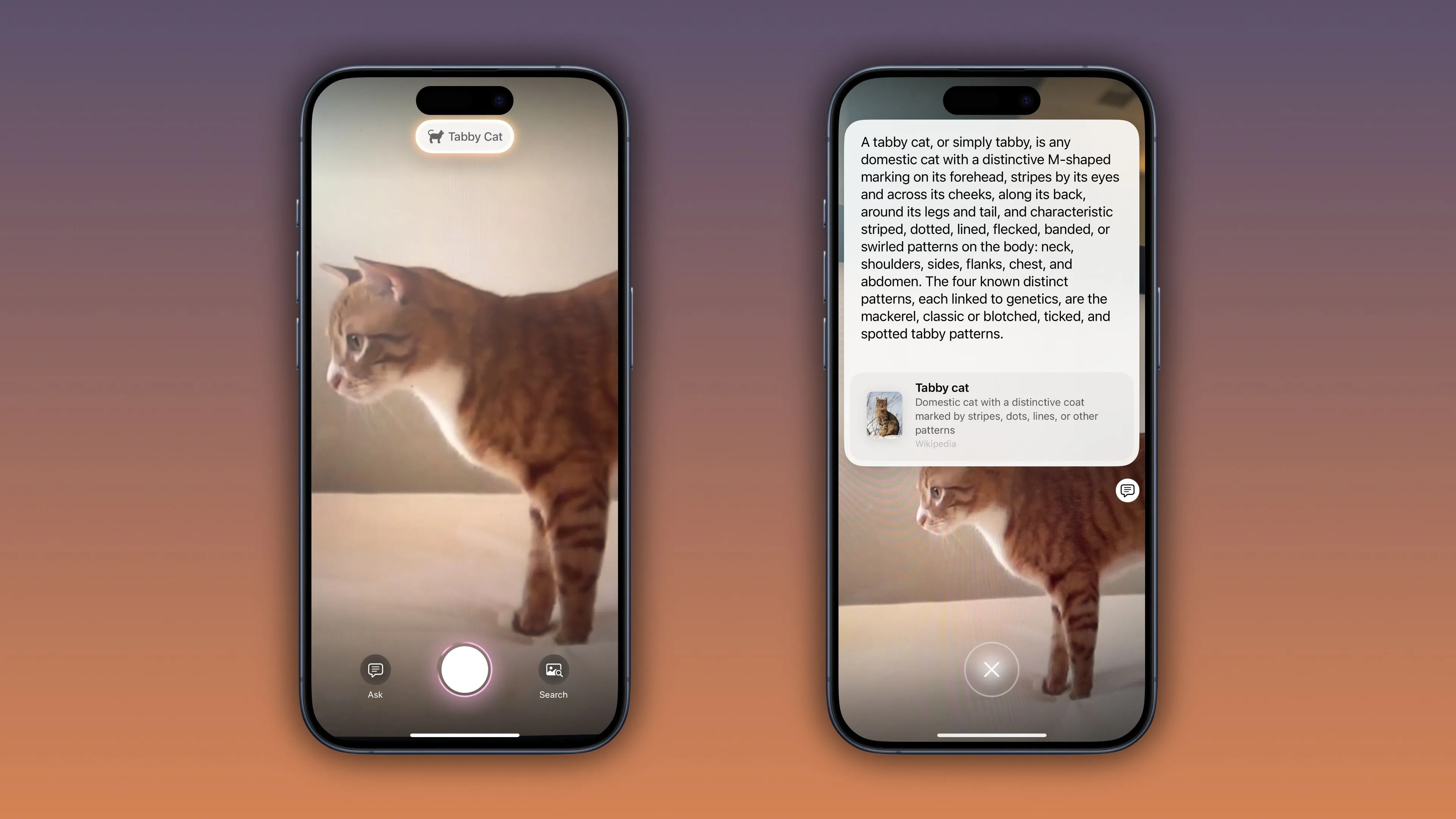 Visual Intelligence iOS 18.3 nhận diện động vật, ví dụ mèo mướp