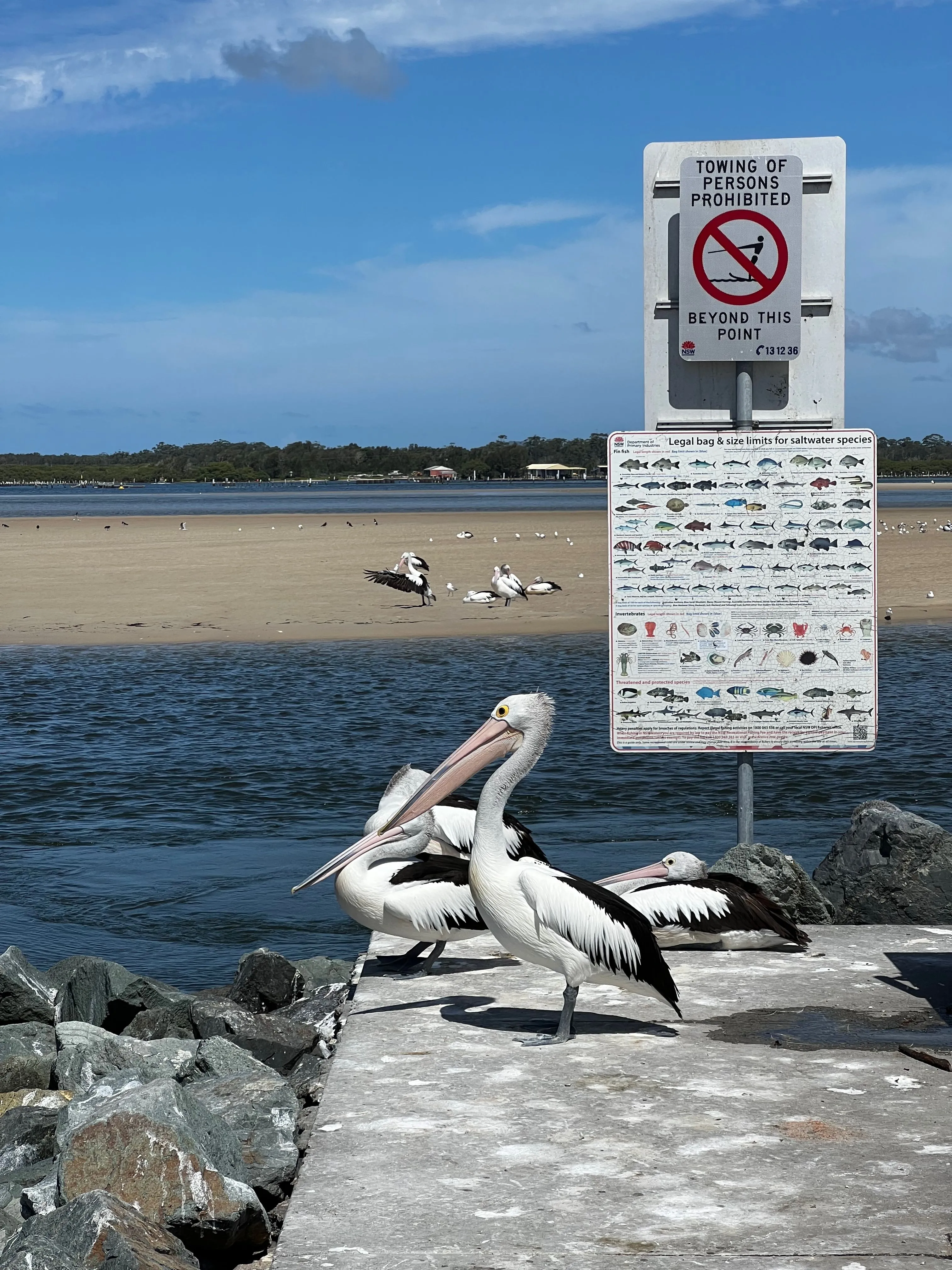 Bồ nông chụp cận cảnh bằng iPhone 13 Pro, khuyến khích &quot;zoom bằng chân&quot; để có ảnh chất lượng tốt nhất