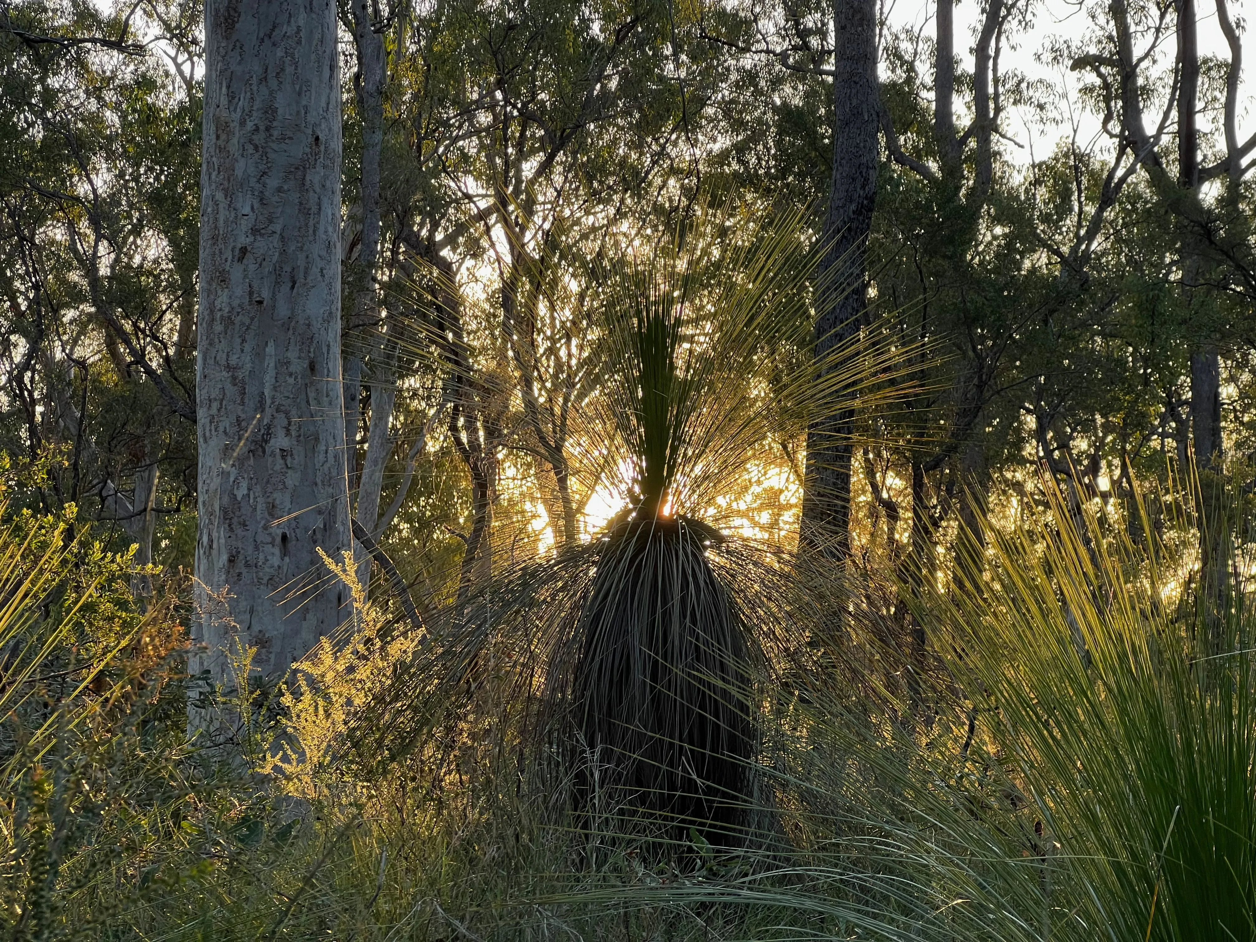 Cây cỏ Úc được chụp rõ nét bằng iPhone 13 Pro, minh họa kỹ thuật phơi sáng đúng cách cho điện thoại