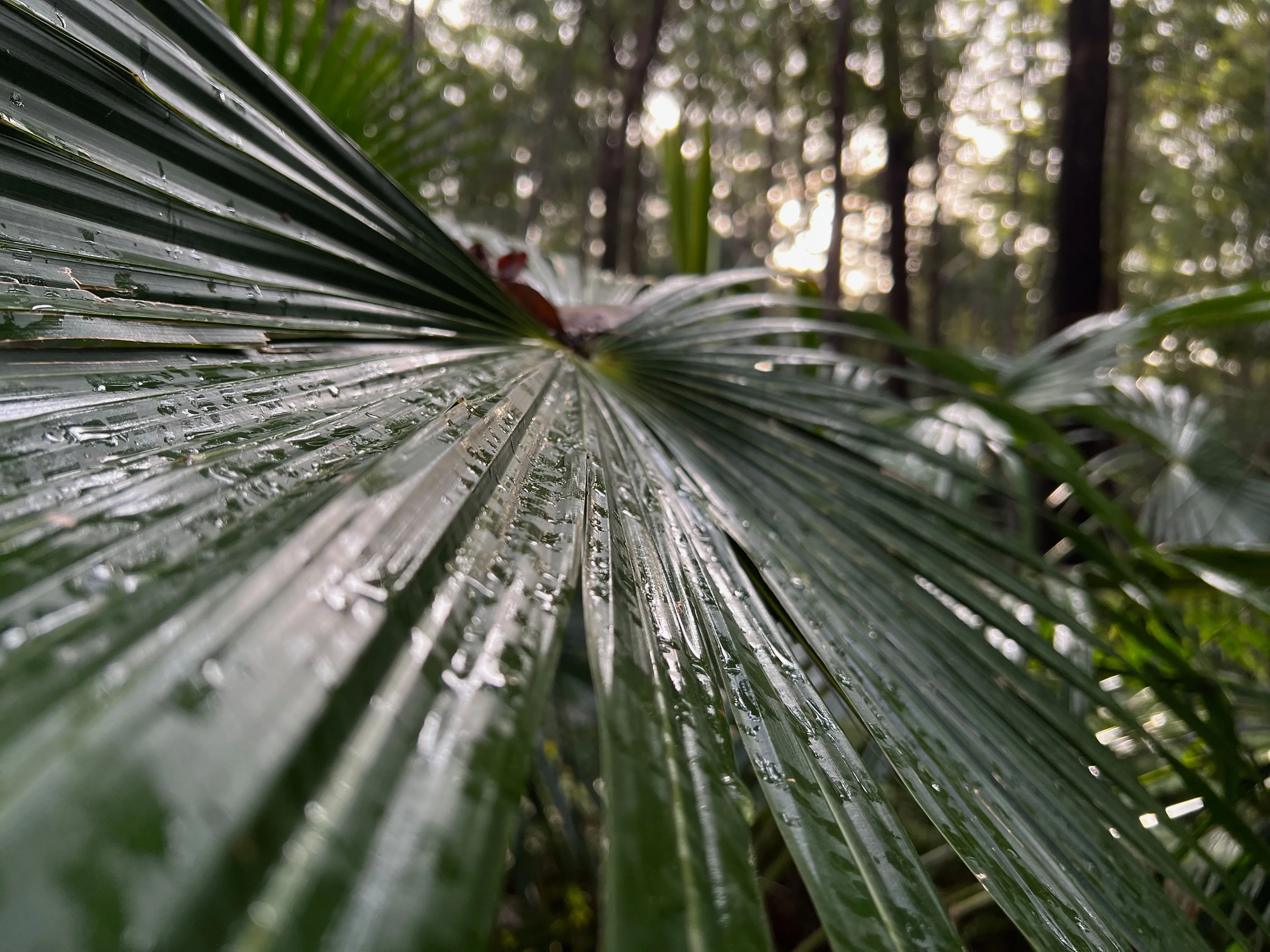 Cây quạt lá cọ chụp từ góc thấp bằng iPhone 13 Pro, thể hiện sự sáng tạo trong nhiếp ảnh bằng điện thoại