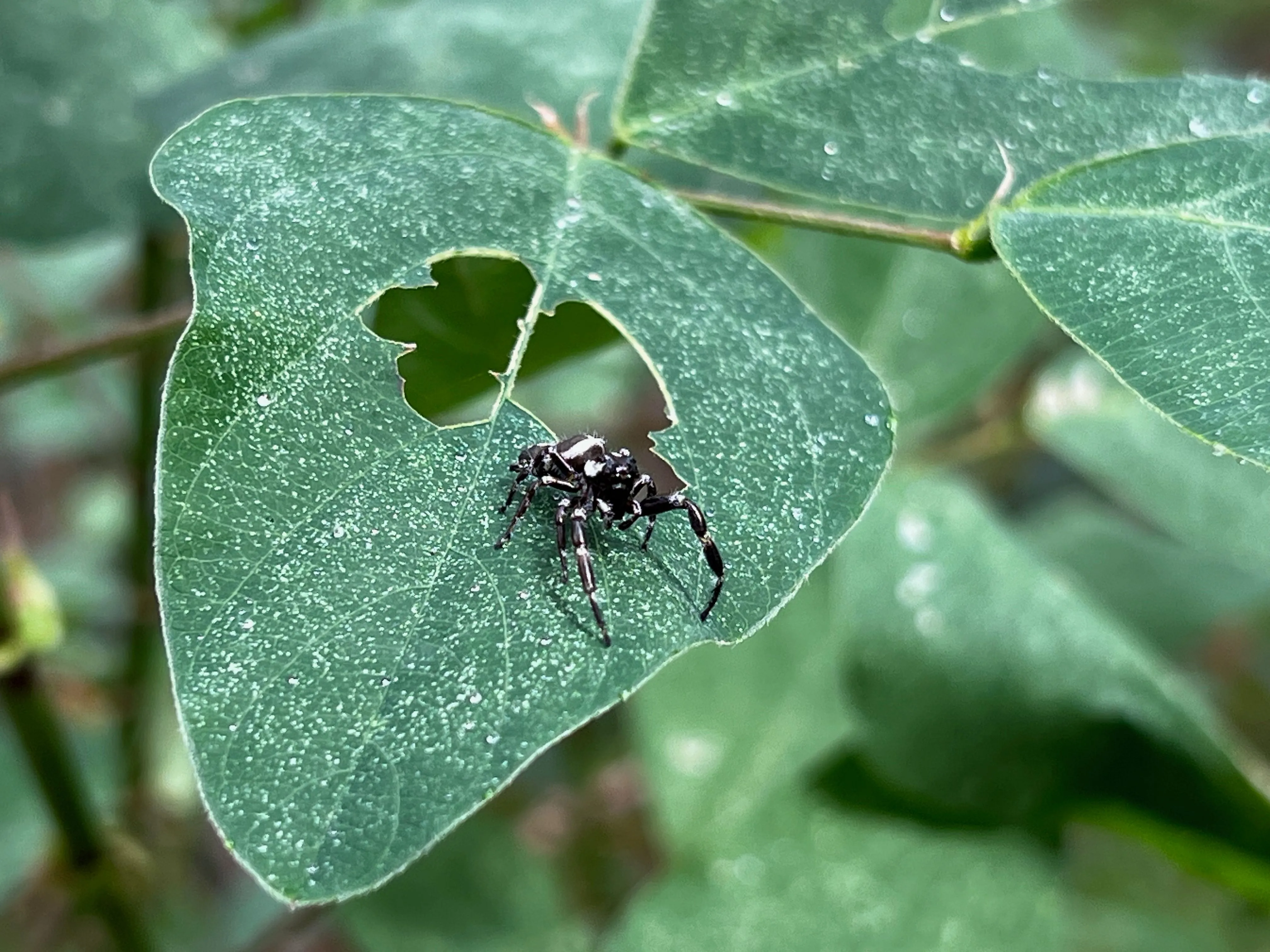 Hình ảnh macro cận cảnh nhện nhảy, chụp bằng iPhone 13 Pro, thể hiện khả năng chụp macro của smartphone