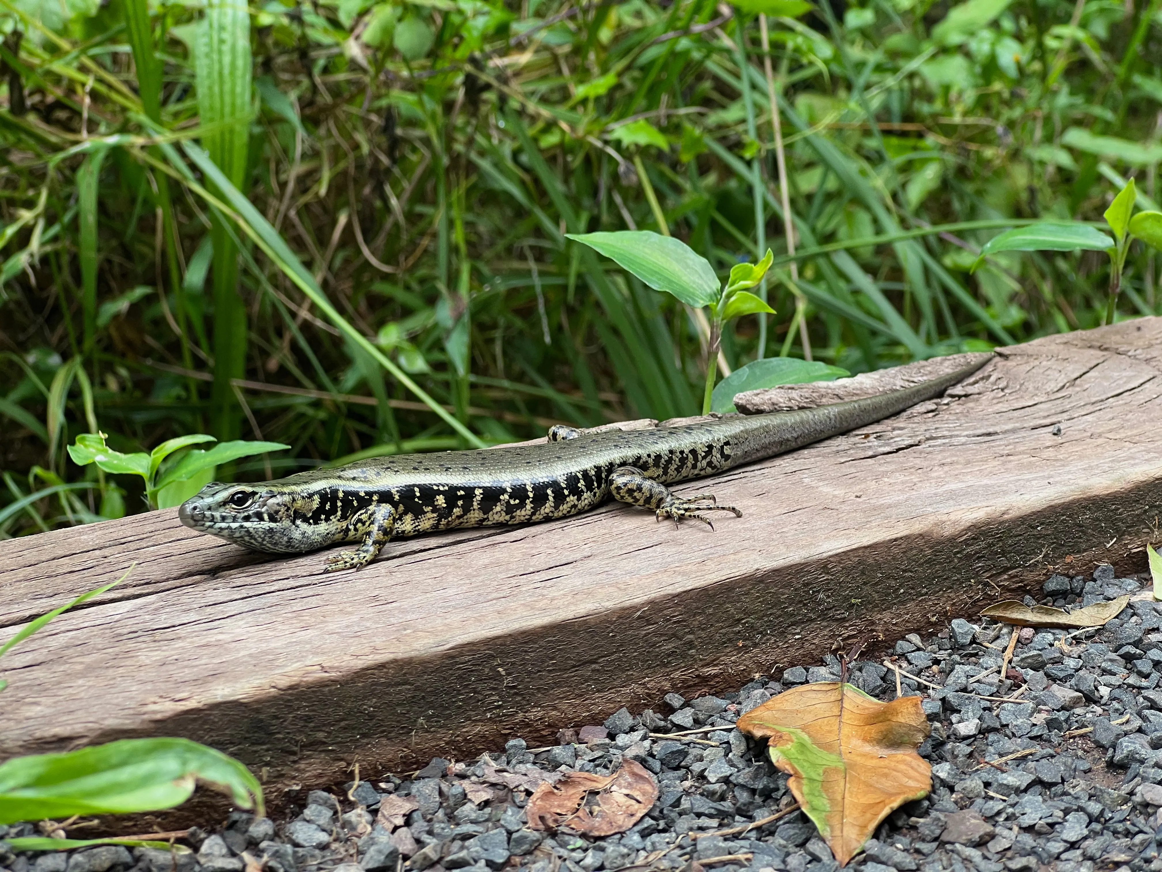 Thằn lằn đang di chuyển được chụp rõ nét bằng iPhone 13 Pro với kỹ thuật lia máy, bắt trọn khoảnh khắc chuyển động